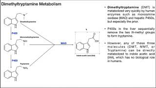 Dimethyltryptamine DMT  Biosynthesis Mechanism amp Metabolism [upl. by Rayle]