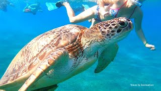 SNORKELING Egypt  Marsa Alam coral reefs and turtles [upl. by Nobe379]