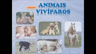 ANIMAIS OVÍPAROS VIVÍPAROS E OVOVIVÍPAROS [upl. by Ennaer119]