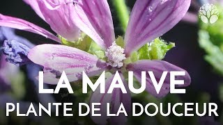 La mauve Malva plante sauvage comestible et régénératrice de la peau [upl. by Arraek]