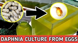 HOW TO HATCH DAPHNIA EGGS  HOW TO CULTURE DAPHNIA [upl. by Vonny]