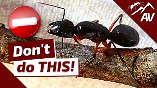 TOP 5 Mistakes in Ant Keeping  How to Raise an Ant Colony [upl. by Wolford954]