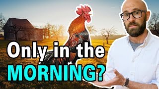 Why Do Roosters Crow in the Morning [upl. by Nonaihr]