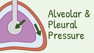 Alveolar Pressure and Pleural Pressure [upl. by Kelleher]