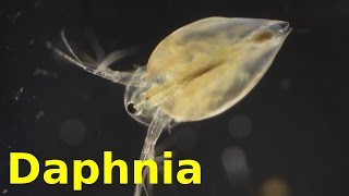 Daphnia [upl. by Haik]