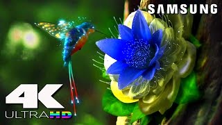 4K ULtra HD  SAMSUNG UHD Demo׃ LED TV [upl. by Barby]