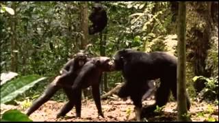 Evolution Why Sex Pbs Documentary [upl. by Courtenay]