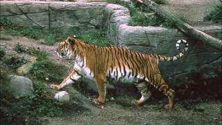 Caspian tiger  an extinct tiger subspecies Facts and Photos [upl. by Aduh209]