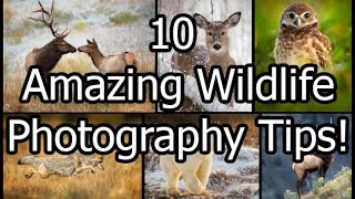 10 Amazing Wildlife Photography Tips [upl. by Bathelda231]