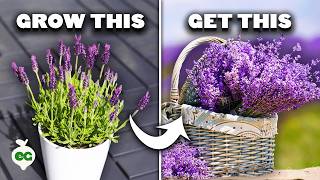 5 Tips to Grow Perfect Lavender [upl. by Crary945]