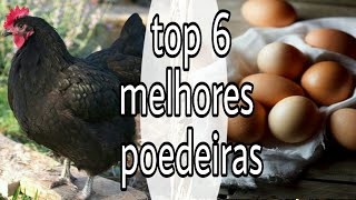 Top 6 das melhores galinhas poedeiras [upl. by Ajad898]