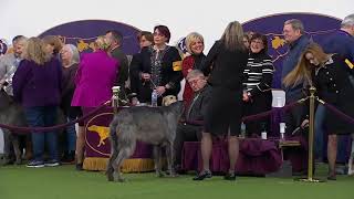 Scottish Deerhounds  Breed Judging 2020 [upl. by Ardeha]