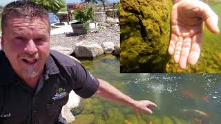 How to REMOVE ALGAE from a pond  Temecula Pond Maintenance [upl. by Auqinimod41]