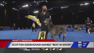 Best in Show goes to Scottish deerhound [upl. by Adnohser]