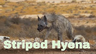 Striped Hyena [upl. by Nyvrem391]