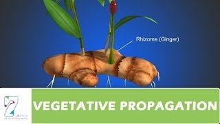 VEGETATIVE PROPAGATION [upl. by Arikahs949]