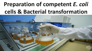 Preparation of competent E coli cells amp Bacterial transformation [upl. by Cornelie]