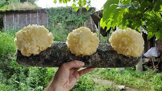 These 25 Types Of Mushrooms Are Grown Around The World For Both Food and Medicine [upl. by Arsi549]