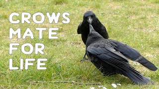 Crows mate for life [upl. by Nywles]