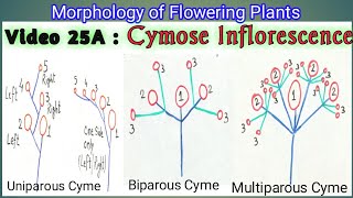 CYMOSE INFLORESCENCE amp ITS TYPES  Definite Inflorescence types  Types of Cymose Inflorescence [upl. by Greiner]