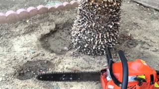 How to clean up a sago palm [upl. by Gnen819]