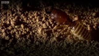 Defending the ant nest from intruders  Ant Attack  BBC [upl. by Lotsyrk]