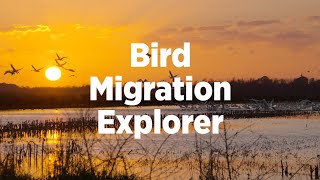 Bird Migration Explorer Explained [upl. by Yentterb]