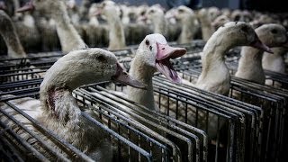 Shocking cruelty exposed at Caracierzos foie gras farm  Animal Equality [upl. by Eilra]