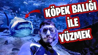 KÖPEK BALIĞI DOLU HAVUZA GİRDİM ft Fırat Sobutay [upl. by Auvil429]