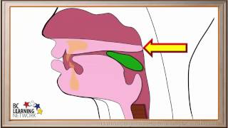 WCLN  The Pharynx and the Esophagus  Biology [upl. by Arval]