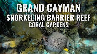 Snorkeling GRAND CAYMAN ISLAND Barrier Reef and Coral Gardens 4K [upl. by Orms54]