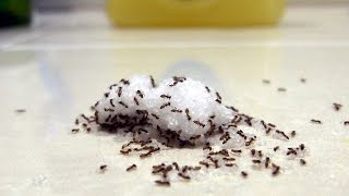 Indoor Ants  Tips amp Tricks For Finding The Nest [upl. by Niamjneb311]