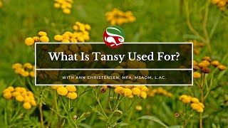 What Is Tansy Used For [upl. by Antons]