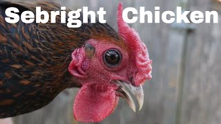 Chicken Breed Analysis Sebright [upl. by Anzovin]