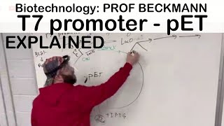 T7 promoter in pET plasmid explained [upl. by Fairleigh]