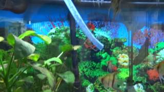 How to instantly cycle a fish tank NO WAIT TIME [upl. by Libb]