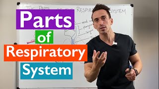 Parts of the Respiratory System  Overview [upl. by Redmund]