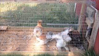 Silkies First Time Crowing [upl. by Divadnoj793]