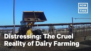 Dairy Farming Cruelty Exposed [upl. by Liuqa]