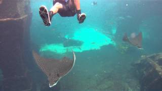 Snorkeling the Ruins in Atlantis Nassau Bahamas [upl. by Benedix]