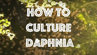 How To Culture Daphnia Magna [upl. by Adnic]