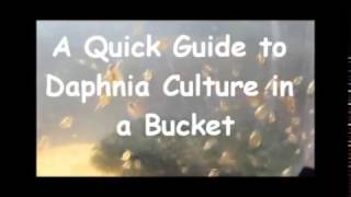 How to culture daphnia outside [upl. by Dola]