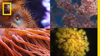 Coral Reefs 101  National Geographic [upl. by Horter]