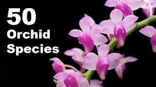 50 Orchid Species Name  Orchid Flower  Types of Orchid With Pictures and Names [upl. by Lenci]