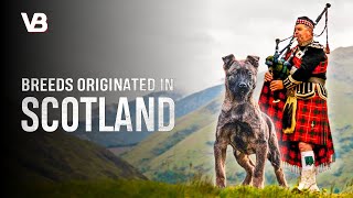 THE 10 SCOTTISH DOG BREEDS [upl. by Adriaens]