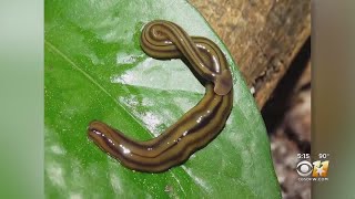 North Texas Seeing Rise In Hammerhead Flatworm Sightings [upl. by Sesilu]