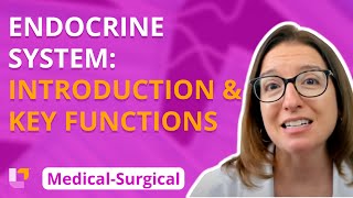 Endocrine Introduction amp Key functions  MedicalSurgical  Endocrine  Level Up RN [upl. by Lehpar728]