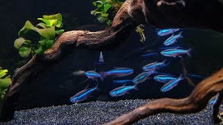 GREEN NEON TETRA CARE  Brilliant Blue Nano Fish for Aquascaping [upl. by Arrim]