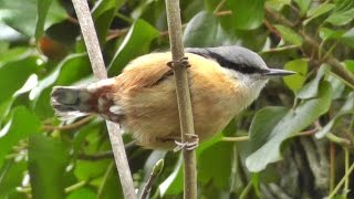 Nuthatch Bird Singing A Most Beautiful Song  Ptice [upl. by Lutim765]