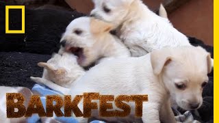 Prepare Yourself For Puppy Playtime  BarkFest [upl. by Aisa433]